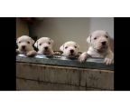 Dogo argentino for sale