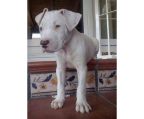  Argentine Dogo puppies