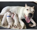 dogo argentino breeders Australia