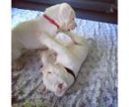 dogo puppy
