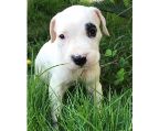 ARGENTINE DOGO puppy for sale