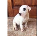 dogo argentino pup