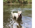 dogo argentino Kennel Australia