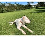 dogo argentino guard dog