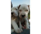 dogos for sale