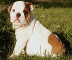 Pookie is our English Bulldog, she is tiny now but
<br>will eventually get BIG and strong but we
<br>guarantee her heart and love for her new owner
<br>will be heavier !