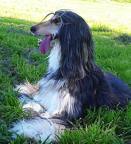 Afghan Hound Puppies Melbourne