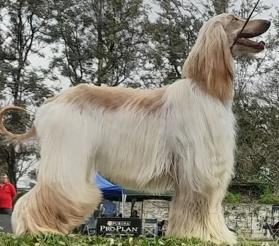 Afghan Hound Puppies NSW
