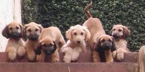 Afghan Hound Puppies Sunshine Coast