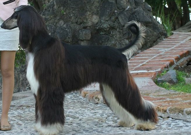 Afghan Hound Puppies Sydney