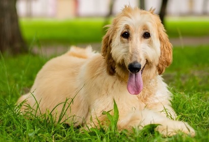 Afghan Hound Puppies Victoria