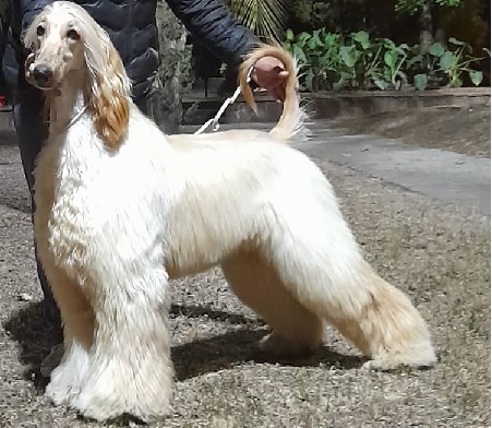 Afghan Hound Puppies Western Australia