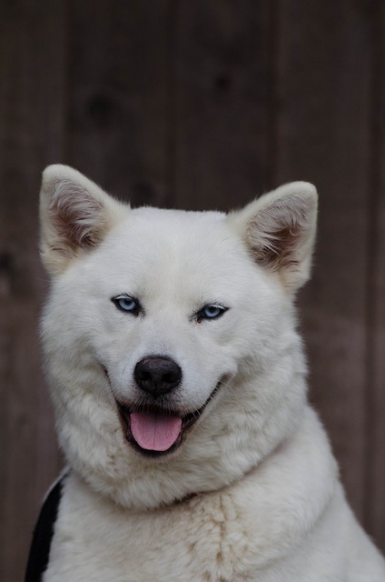 Akita Inu Puppies Brisbane