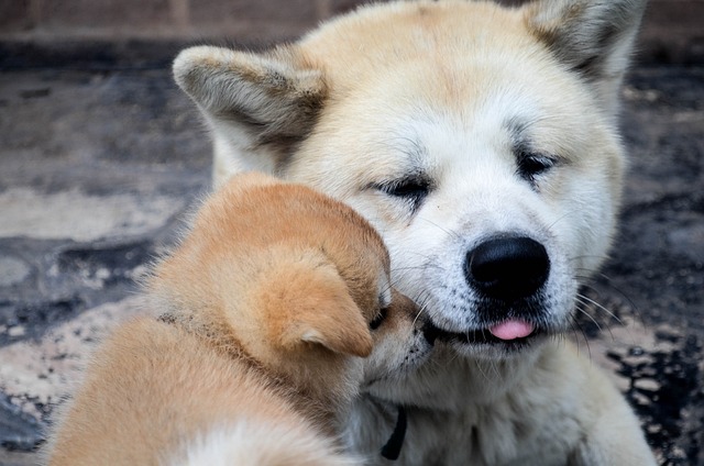 Akita Inu Puppies Canberra