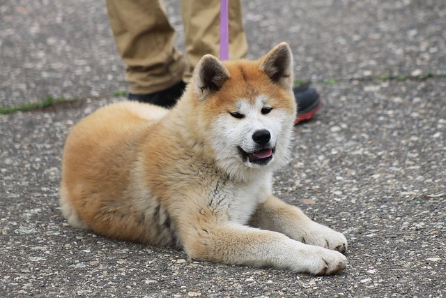 Akita Inu Puppies Melbourne