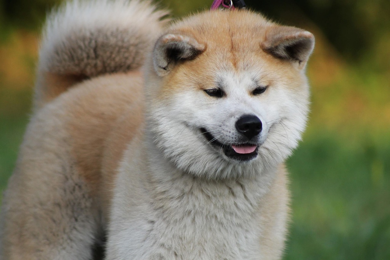 Akita Inu Puppies NSW