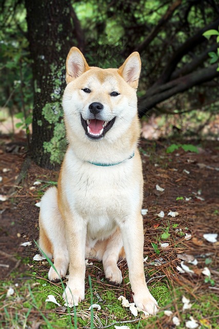 Akita Inu Puppies Queensland