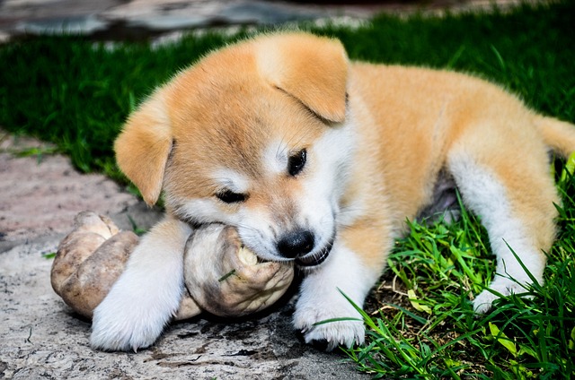 Akita Inu Puppies Sydney