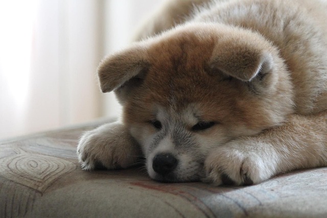 Akita Inu Puppies Tasmania