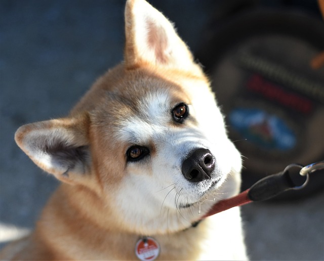 Akita Inu Puppies Victoria