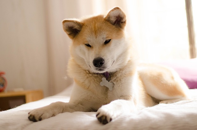 Akita Inu Puppies Western Australia