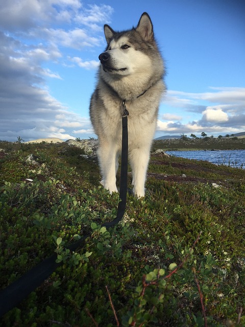 Alaskan Malamute Puppies Brisbane