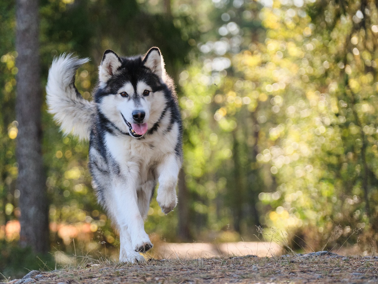 Alaskan Malamute Puppies Canberra