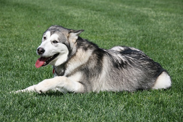 Alaskan Malamute Puppies Melbourne