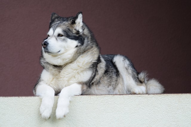 Alaskan Malamute Puppies NSW