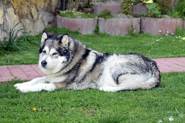 Alaskan Malamute Puppies Queensland