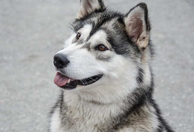 Alaskan Malamute Puppies South Australia