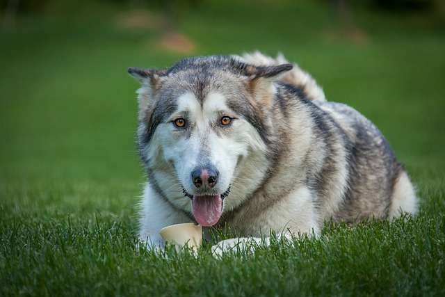 Alaskan Malamute Puppies Sunshine Coast