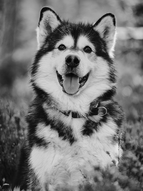 Alaskan Malamute Puppies Sydney