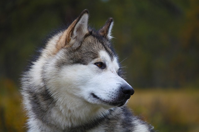 Alaskan Malamute Puppies Victoria