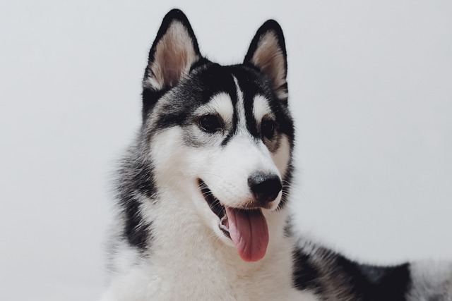 Alaskan Malamute Puppies Western Australia