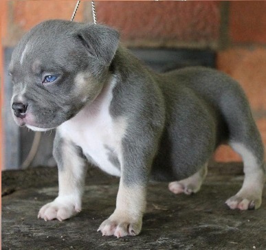 American Pit Bull Terrier Puppies Adelaide