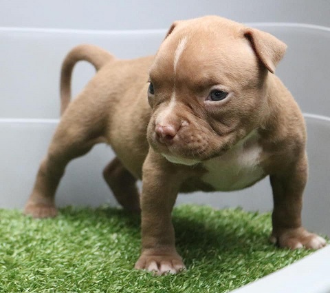 American Pit Bull Terrier Puppies Melbourne