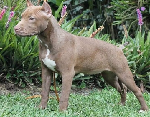 American Pit Bull Terrier Puppies Queensland