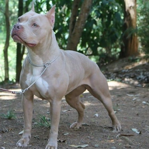 American Pit Bull Terrier Puppies Sydney