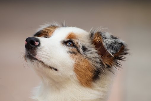 Australian Shepherd Puppies Brisbane