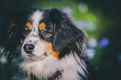 Australian Shepherd Puppies Melbourne