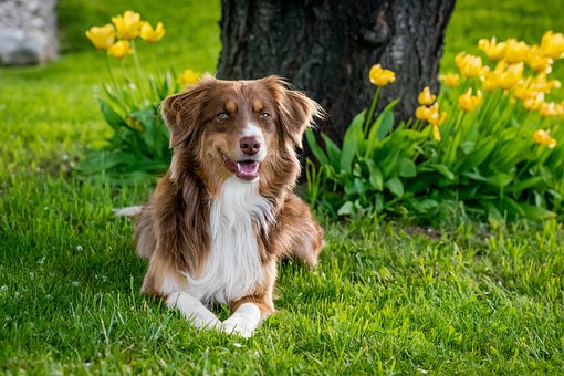 Australian Shepherd Puppies NSW