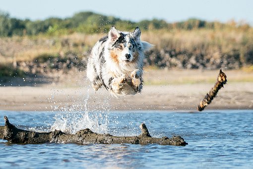 Australian Shepherd Puppies Queensland