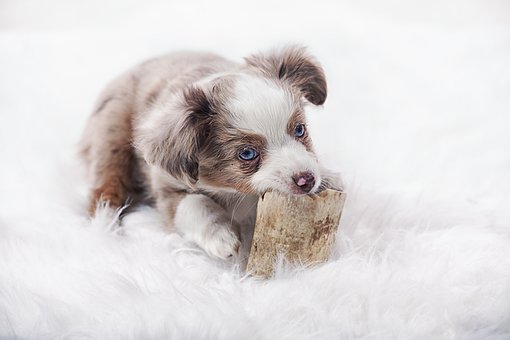 Australian Shepherd Puppies South Australia