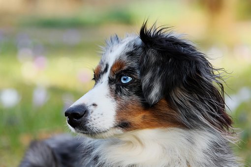 Australian Shepherd Puppies Victoria