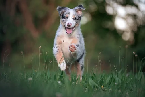 Australian Shepherd Puppies Western Australia