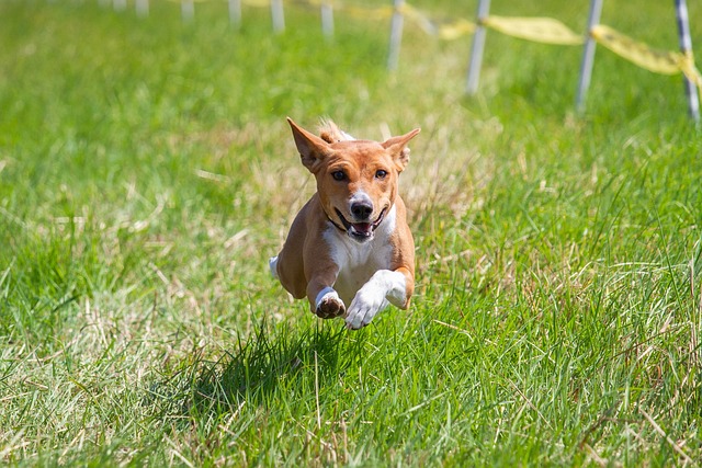 Basenji Puppies Brisbane