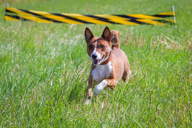 Basenji Puppies Melbourne