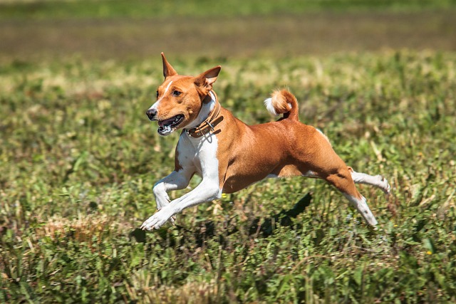 Basenji Puppies NSW