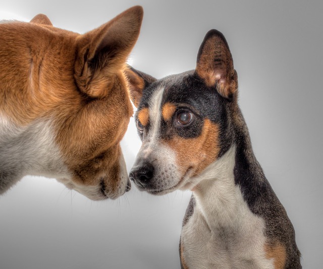 Basenji Puppies Queensland